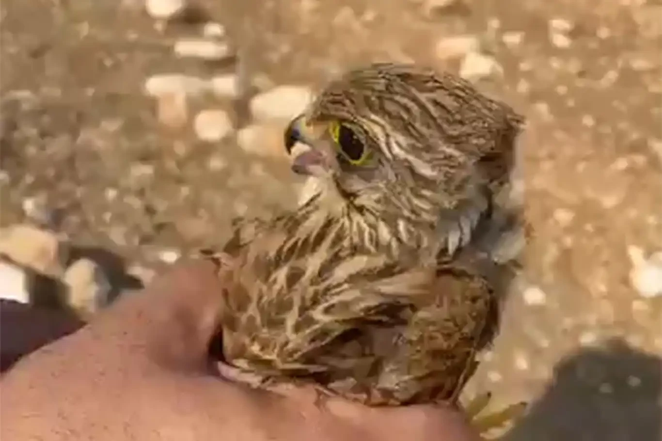 Yaralı halde bulunan kuş tedavi edilerek doğaya salındı