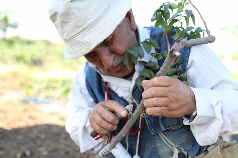 Siirt fıstığında boş meyve sorunu 