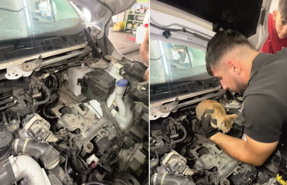Otomobilin Motoruna Sıkışan Kedi Böyle Kurtarıldı