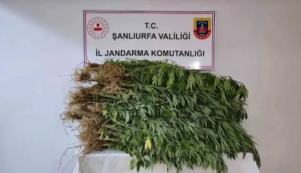 Bahçede 418 kök kenevir bitkisi ele geçirildi