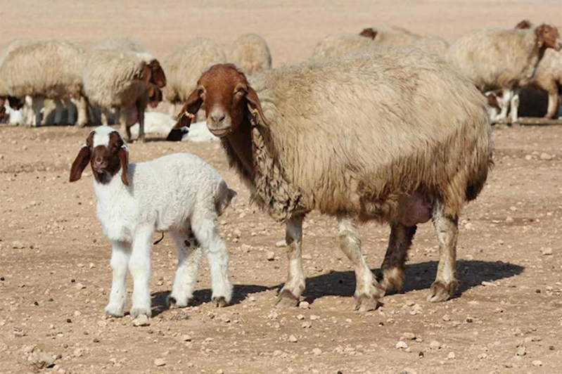 Tunceli
