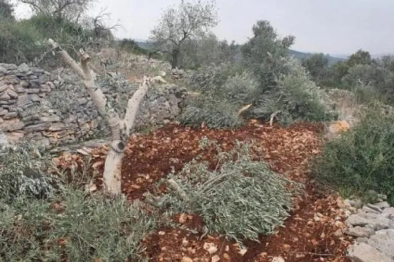 Siyonist işgalciler El-Halil