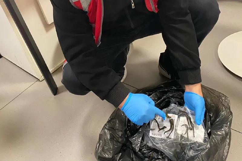 İstanbul Havalimanı’nda 5 bin canlı sülük ele geçirildi