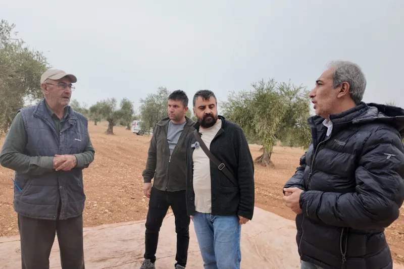 Bilim tarlaya indi: Üniversiteden köylüye uygulamalı zeytin hasadı eğitimi