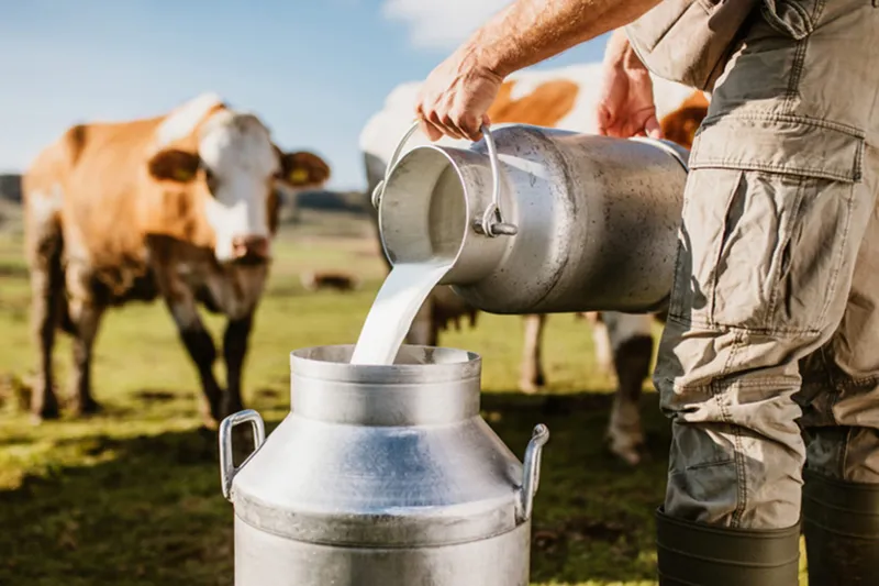 TİGEM, 74 bin tondan fazla süt satışı için ihaleye çıkıyor