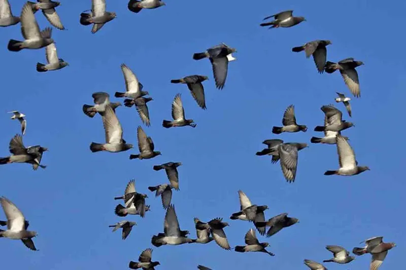 Rusya, uzaktan yönlendirilebilen 
