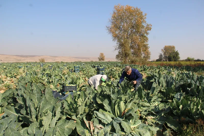 Çiftçiler: Ürün verimli ama fiyatlar yüzünden zarar ediyoruz