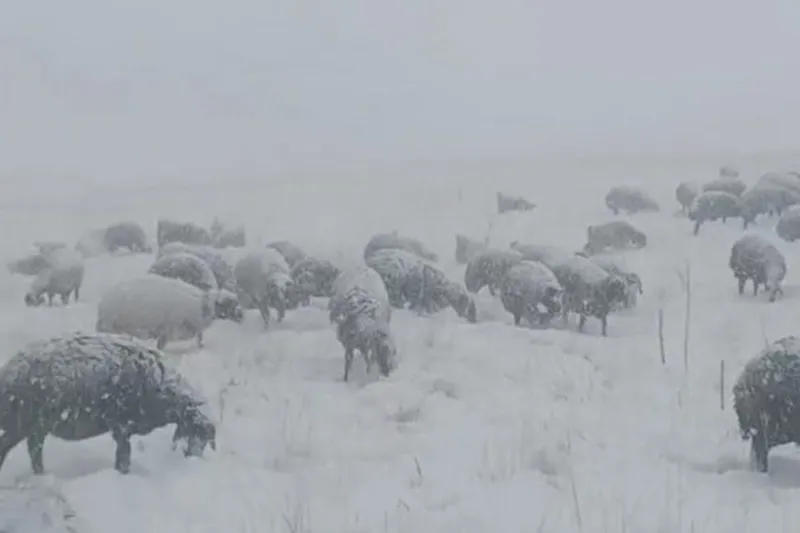 Çoban koyunları ile tipiye yakalandı