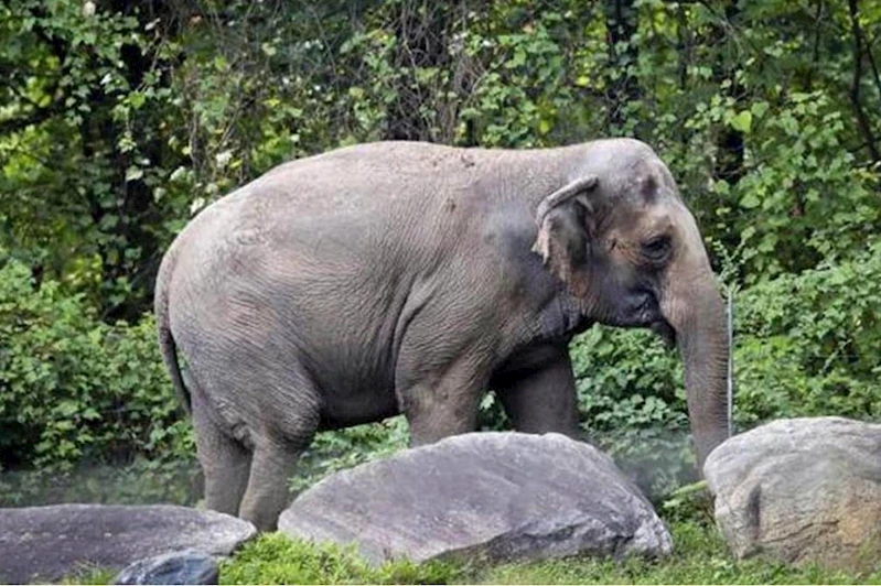 Hindistan