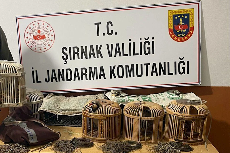 Şırnak