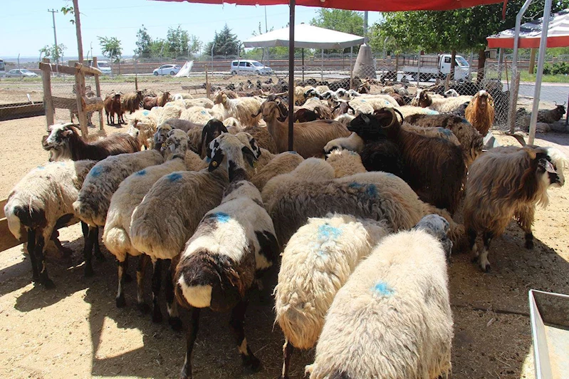 Vekaletle kurban kesim bedelleri açıklandı