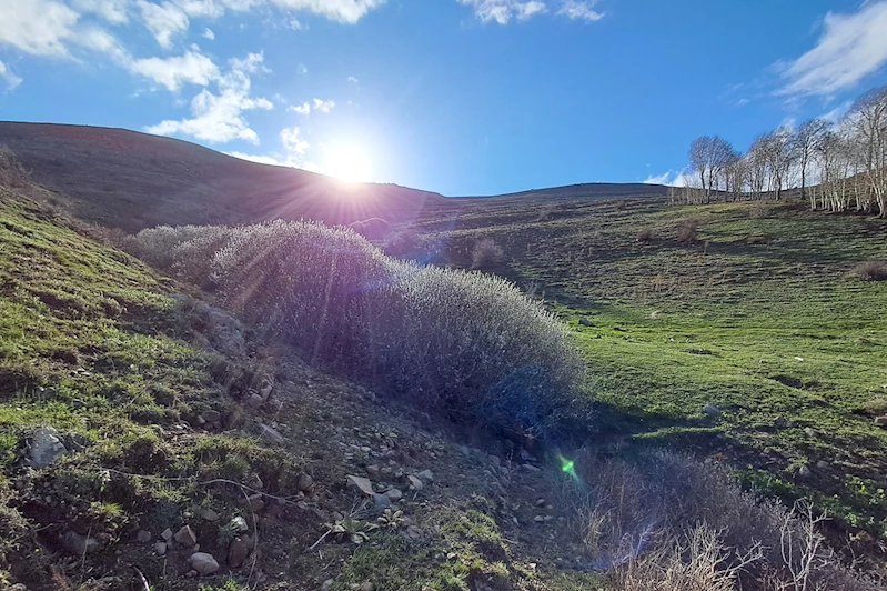 Ağrı