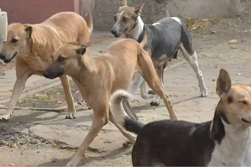 Hindistan