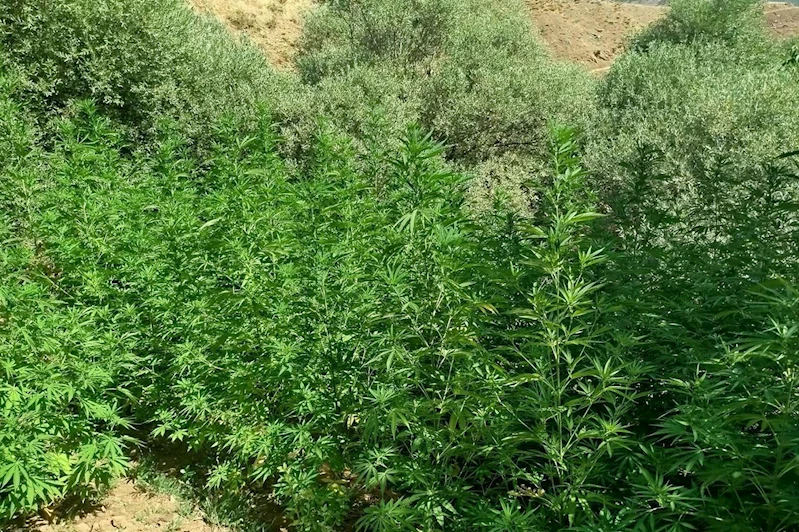 Bingöl’de 1.040 kök kenevir ele geçirildi.