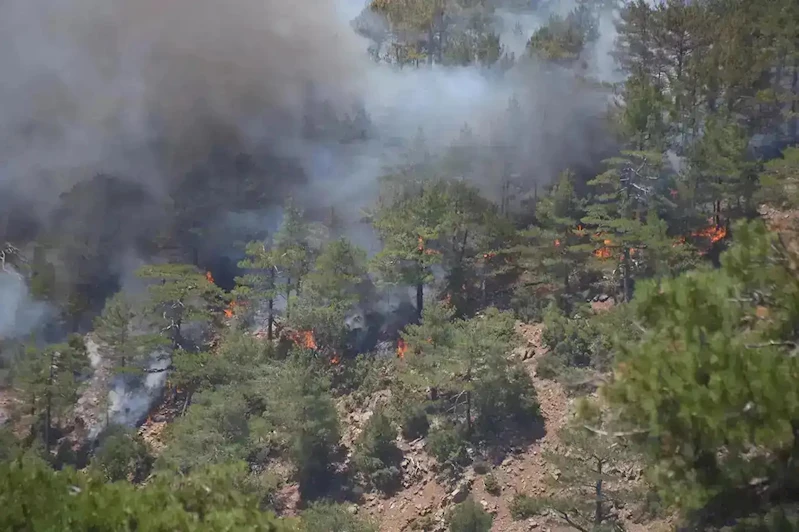 Bolu’da ormanlık alanda yangın çıktı