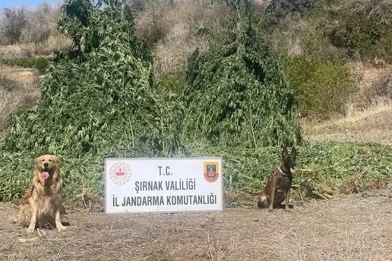 Şırnak