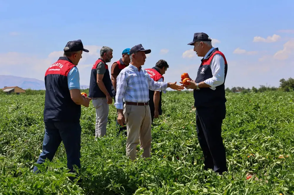 Malatya'da üreticilere dağıtılan bir milyon 85 bin sebze fidesinde hasat zamanı 