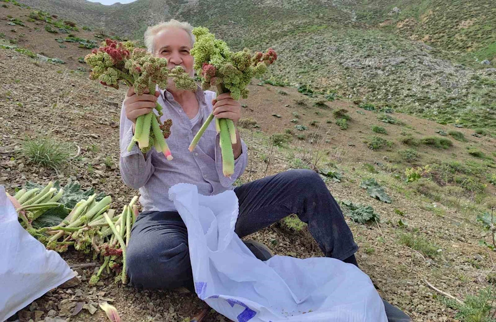 Adıyaman’da ışkın toplamak için Türk Dağına tırmandılar