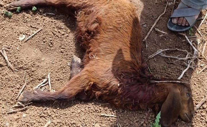 Başıboş köpekler, küçükbaş hayvanlara saldırdı