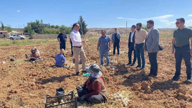 Besni’de sarımsak hasadı başladı