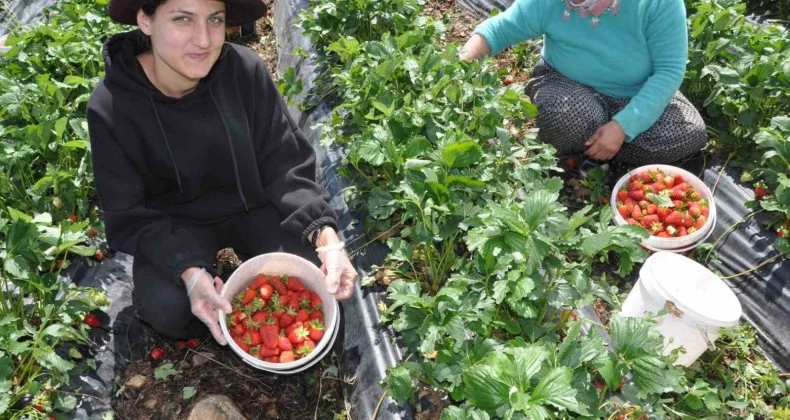 Devlet desteğiyle kurulan çilek bahçeleri yüzlerce kadına iş olanağı sağlıyor
