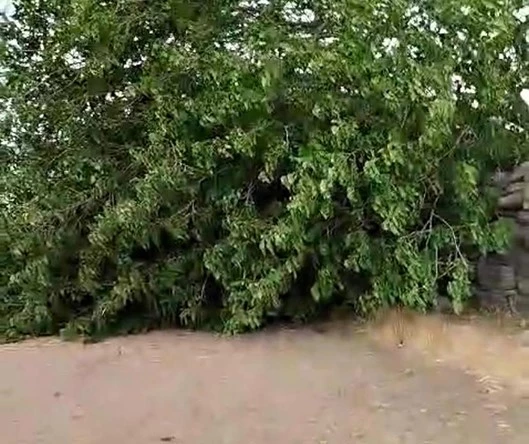 Diyarbakır’da fırtınada ağaç devrildi, piknik alanı savaş alanına döndü