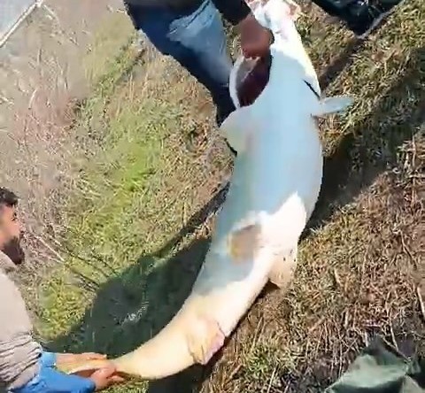 Adıyaman’da 70 kilogram ağırlığında turna balığı yakalandı