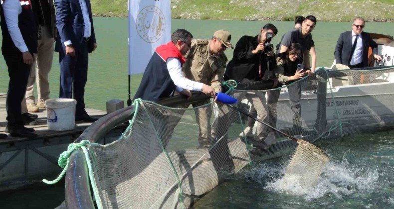 Şırnak’ta kafeslerden 30 ton balık hasat edildi